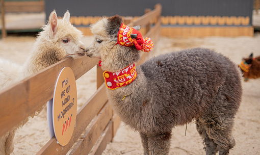 Парк альпак готовят к открытию на «Чкаловских дачах» под Новосибирском