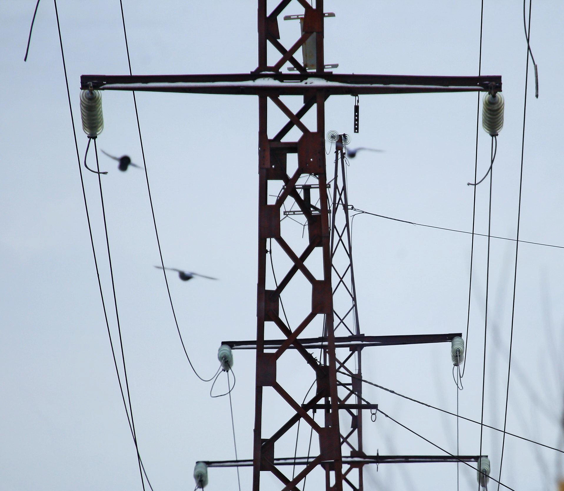 Линию электропередачи для крупного сырзавода строят под Новосибирском