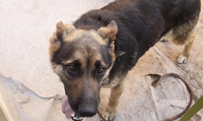 Злая собака третьи сутки держит в дачном доме жительницу Бердска