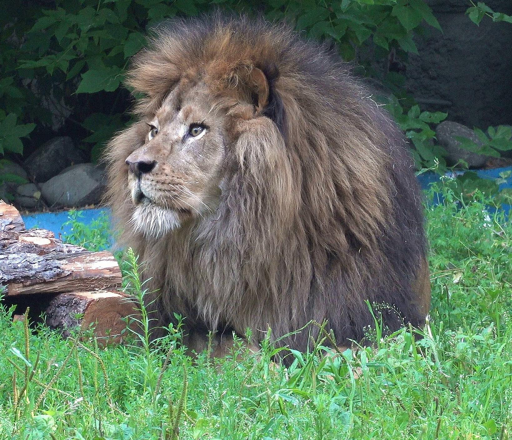 Лев Ричард приехал в новосибирский зоопарк из Перми