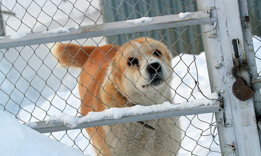 Одичавшие собаки загрызли собрата в левобережье Новосибирска (18+)