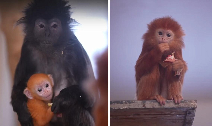 У лангуров и колобусов в Новосибирском зоопарке родились детёныши