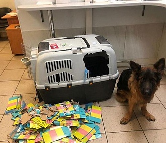 Собака новосибирского депутата вырвалась из клетки в самолёте S7