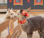 Парк альпак готовят к открытию на «Чкаловских дачах» в Новосибирске