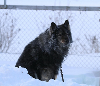 Собачьи апартаменты: нужен ли Новосибирску типовой приют для животных