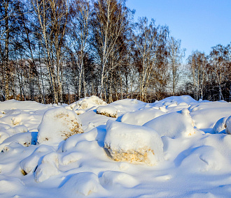 Незаконный снегоотвал возле ГБШ нанёс лесу ущерб в 2 млн рублей