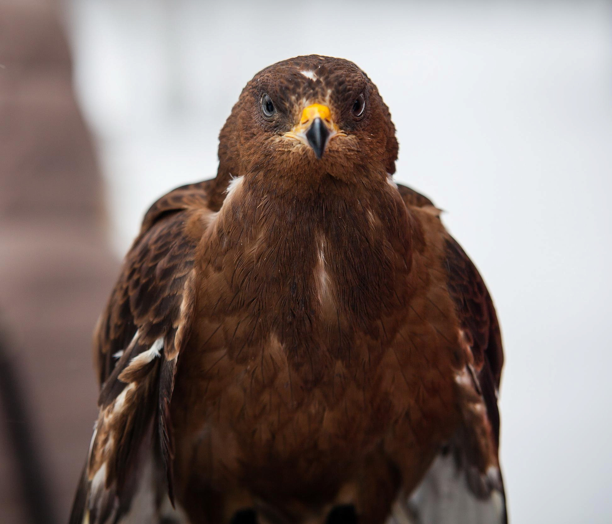 Посетителей Новосибирского зоопарка просят понаблюдать за птицами