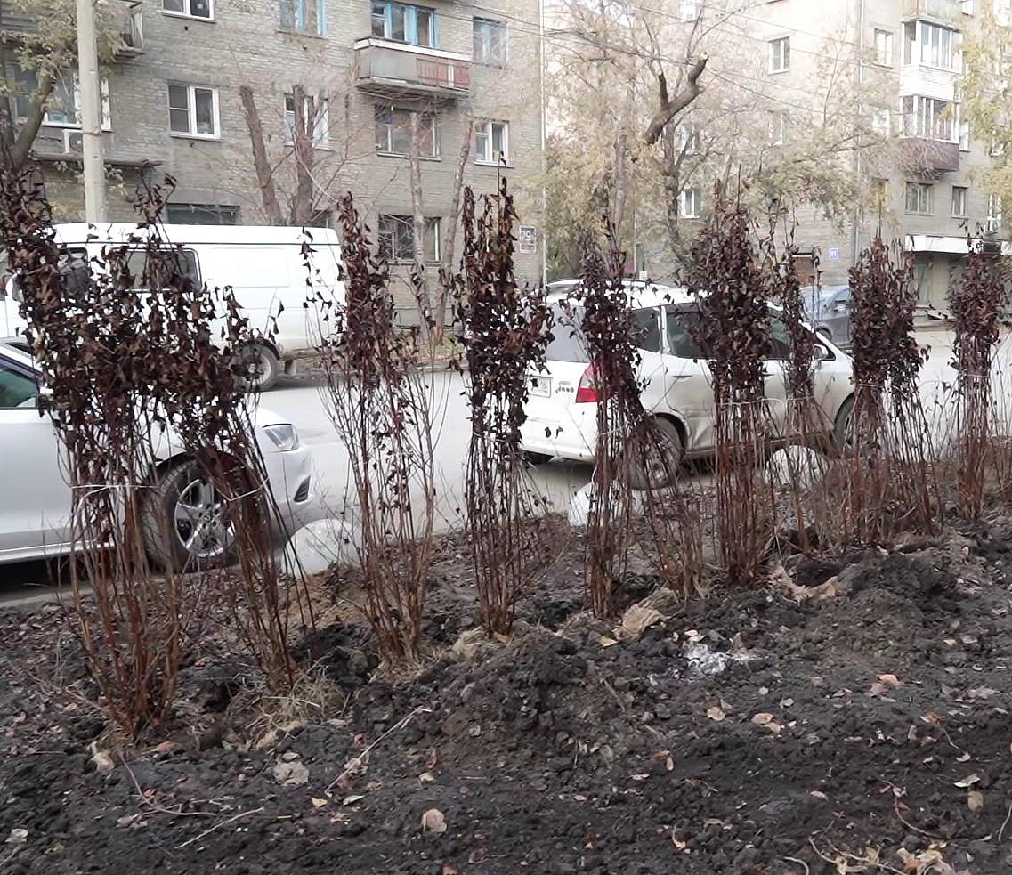 100 кустов пузыреплодника высадили для защиты газона на Советской