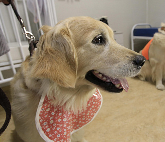 Добрая собака Дора будет помогать онкобольным детям в Новосибирске