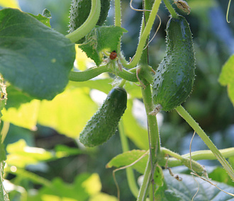 Как уберечь урожай от заморозков в конце лета: советы агронома