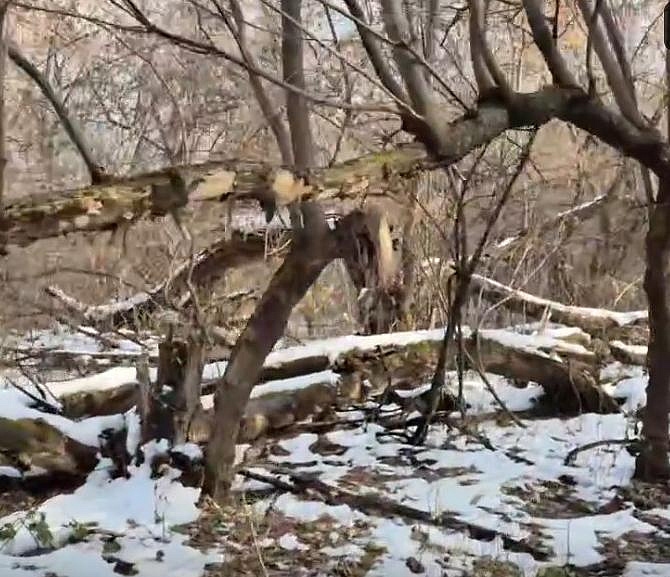 Аварийные деревья начали сносить в будущем парке «Усть-Тула»