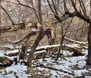 Аварийные деревья начали сносить в будущем парке «Усть-Тула»