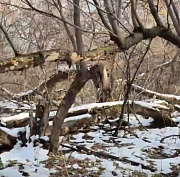 Аварийные деревья начали сносить в будущем парке «Усть-Тула»