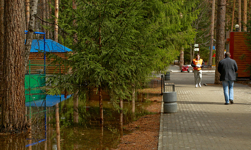 Зелёный Новосибирск: парк «Сосновый бор» сделают комфортным для горожан