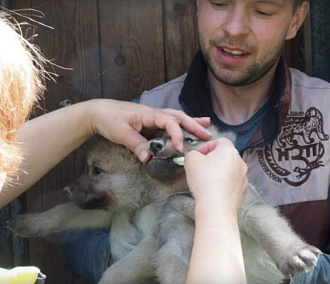 Милота зевает: новосибирский зоопарк поделился видео новорождённых волчат