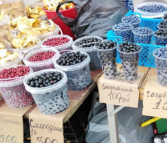 Время собирать бруснику: в регионе утвердили сроки заготовки дикоросов