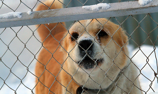 64 новосибирца пожаловались в мэрию на агрессивных бродячих собак