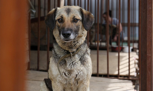 Новосибирцы стали реже жаловаться на бродячих собак