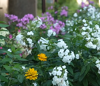 Роскошный цветник в Первомайке стал лучшей клумбой Новосибирска — 2025