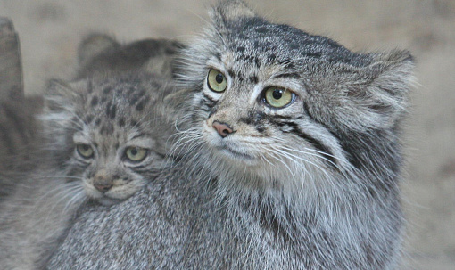 Сладко зевающего манула показал новосибирский зоопарк — это очень мило
