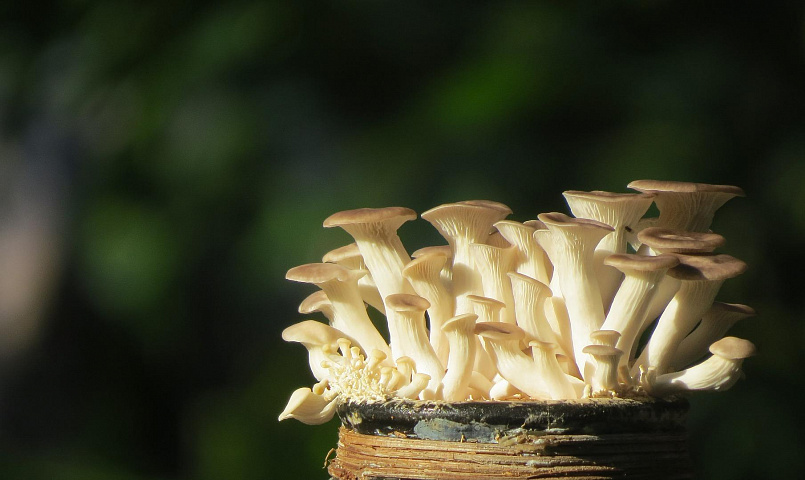 Антиковидные грибы собрались выращивать в Новосибирской области