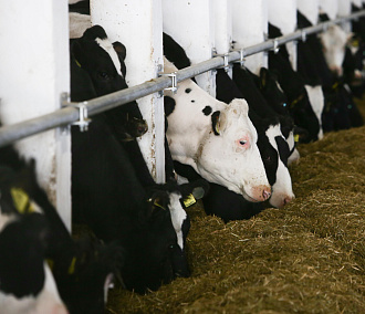 Самоходное устройство для диагностики кетоза у коров разработали в НГТУ