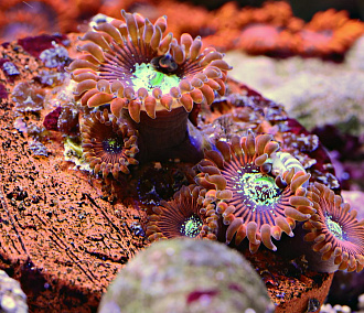 Ценные кораллы из Дубая обнаружили у пассажира аэропорта Толмачёво
