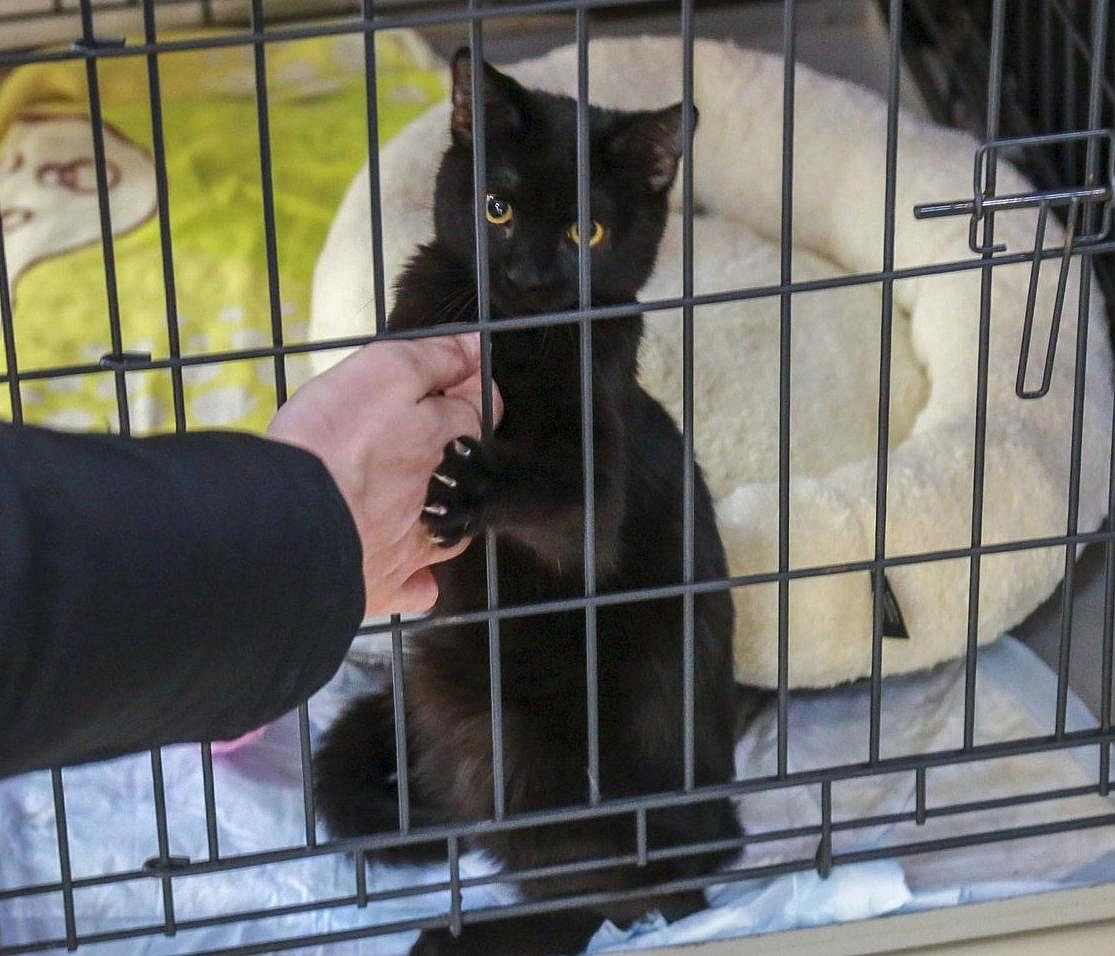 10 котиков нашли свой дом в «День хвоста» в Новосибирске — смотрим фото