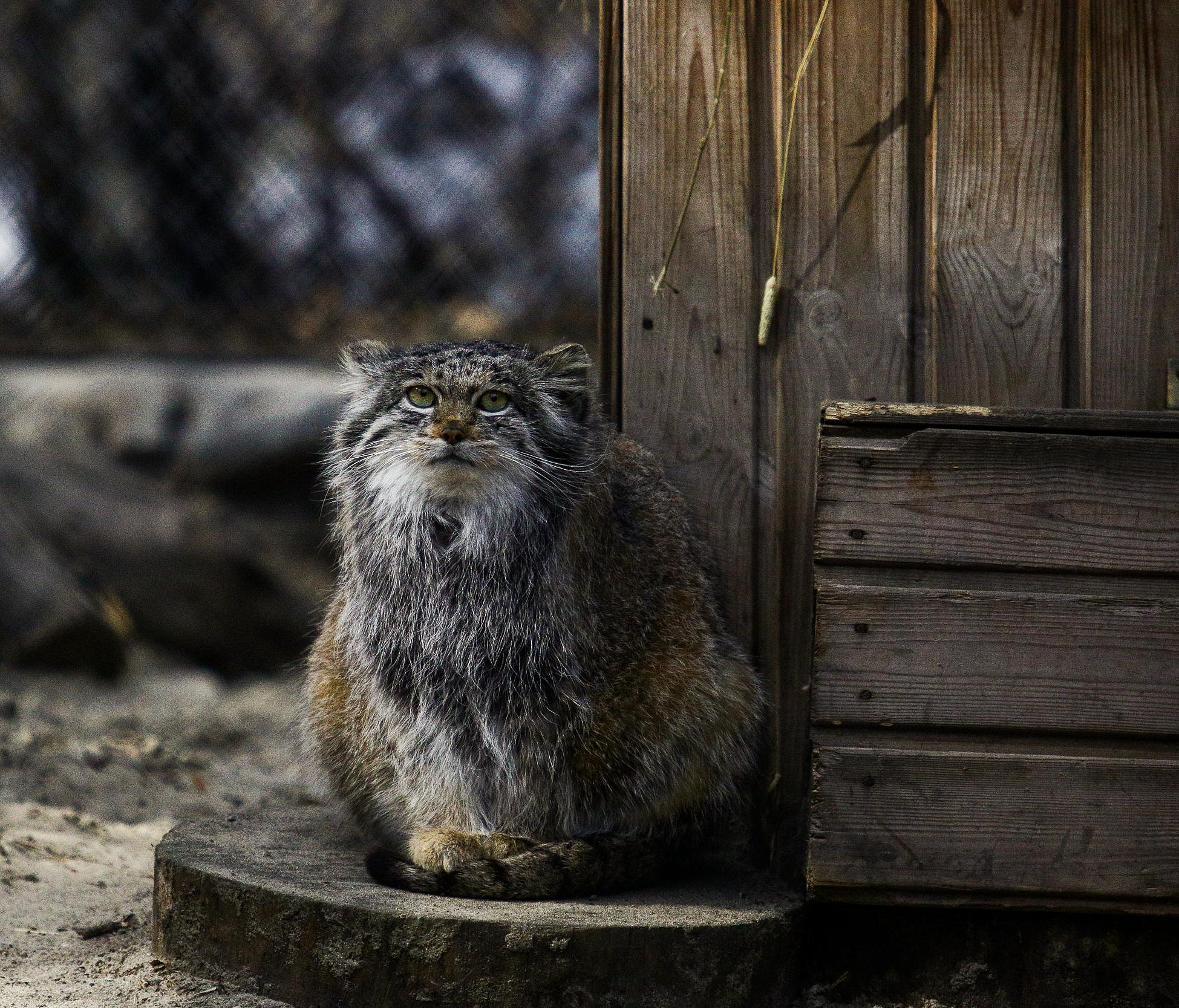 Новосибирский зоопарк предложил посмотреть на животных в сумерках