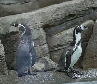 Два пингвинёнка родились в новосибирском зоопарке