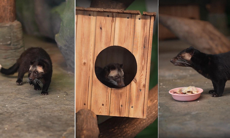 Видео с детёнышами редких пальмовых циветт выложил Новосибирский зоопарк