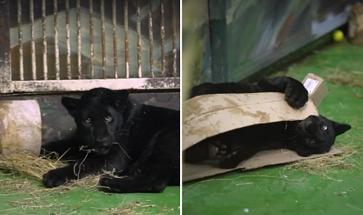 Удмуртский ягуар Габриель поселился в Новосибирском зоопарке