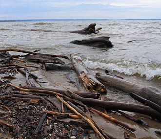 Приплывшую с Алтая древесину дробят в щепу на пляже Академгородка