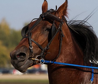 Полторы сотни лошадей поднимут пыль на Новосибирском ипподроме