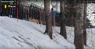 Искусанную бродячими собаками косулю спасли в Заельцовском парке