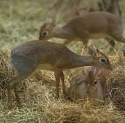 Видео с очаровательными детёнышами дикдиков показал Новосибирский зоопарк
