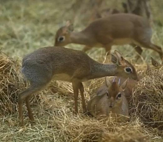 Видео с очаровательными детёнышами дикдиков показал Новосибирский зоопарк