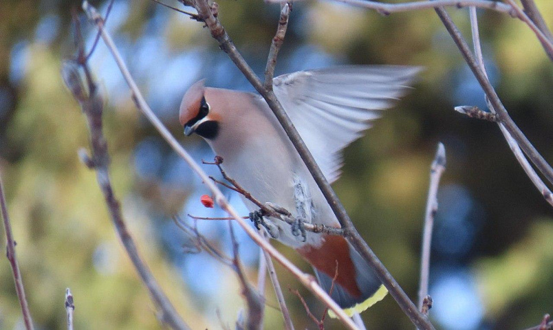 Зима близко: свиристели и снегири прилетели в Новосибирск