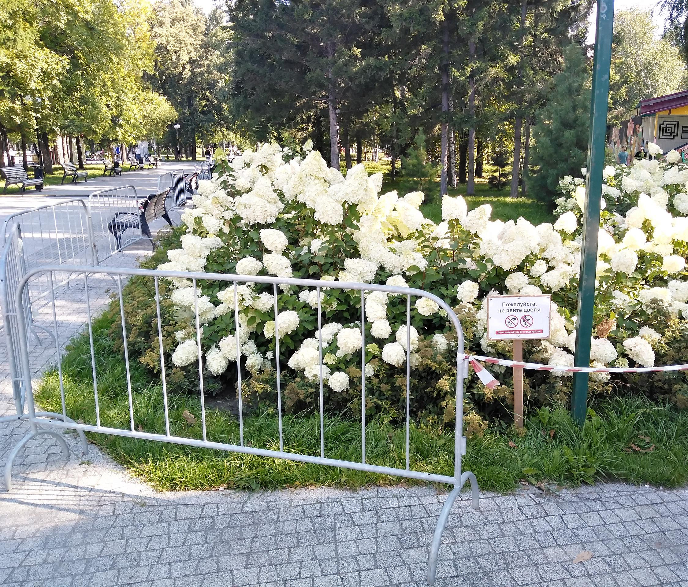 Если вы пропустили: мини-Новосибирск, охота на гортензии и гуппи во дворе
