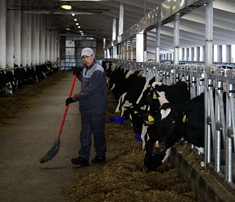 Как стадо коров: самых удойных тёлок в мире выращивают под Новосибирском 