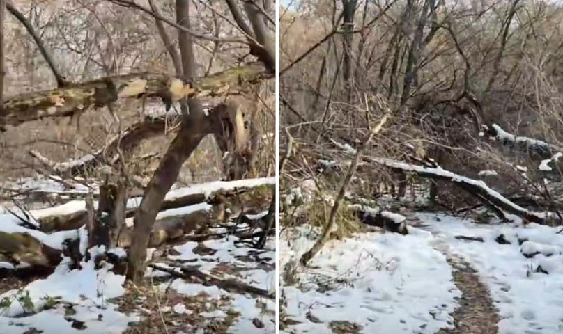 Аварийные деревья начали сносить в будущем парке «Усть-Тула»