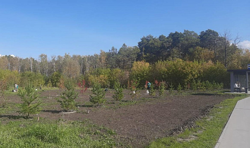 Хвойные, рябины и живую изгородь высадили в новом сквере на ОбьГЭСе