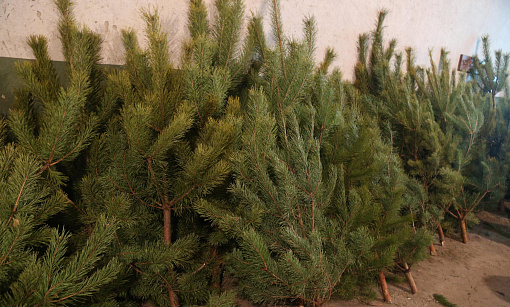 Новогодние ёлки из Новосибирской области отправят в зону СВО