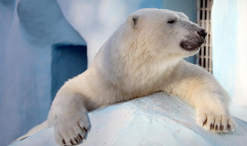 Как белая медведица Герда строжится на Кая, показал новосибирский зоопарк