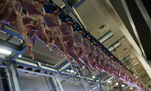 Дефицит курятины в Новосибирске прокомментировал минпромторг региона