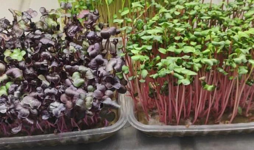 Микрозелень: как вырастить её дома и действительно ли она так полезна