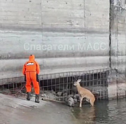 Спасатели выволокли из Оби ещё одну попавшую в бетонную ловушку косулю