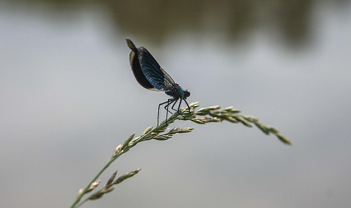 Красную книгу Новосибирской области обновят к 2028 году