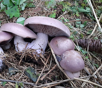 Новосибирец нашёл возле дома нежно-фиолетовые грибы с фруктовым запахом