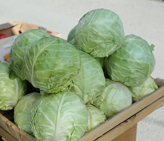 Проблемы с капустой: причины неурожая назвала новосибирский агроном